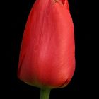 Tulpe