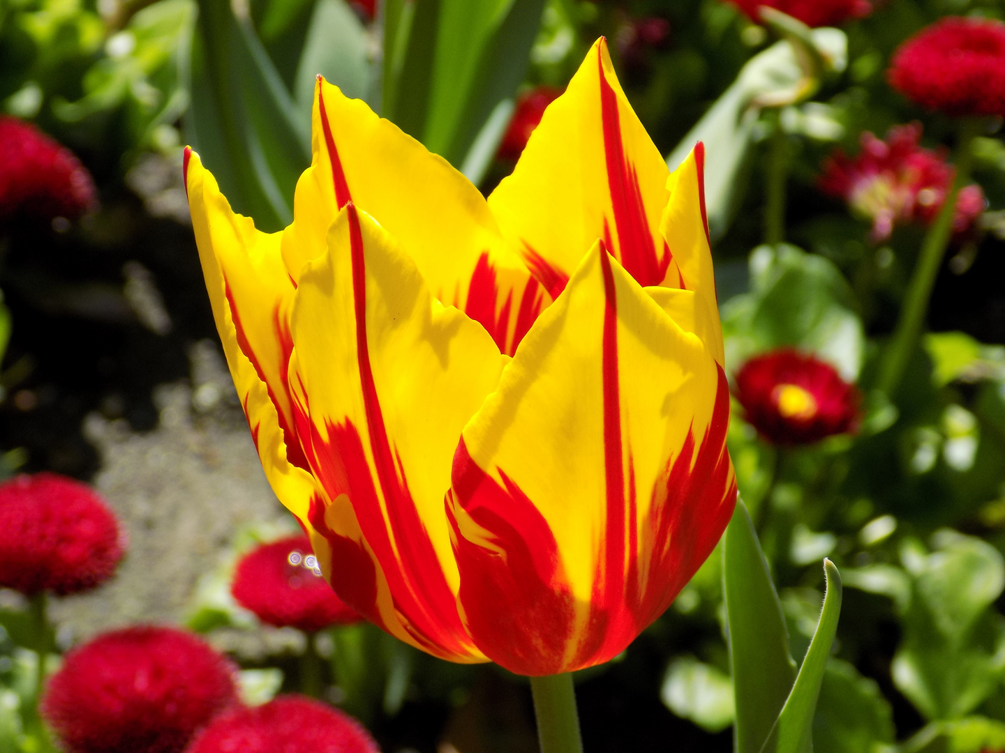 Tulpe