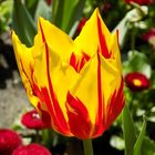 Tulpe