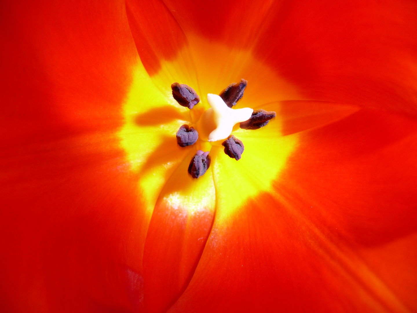 Tulpe