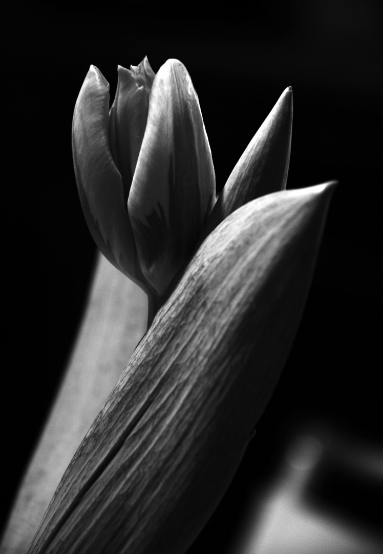 Tulpe