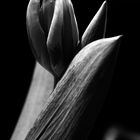 Tulpe