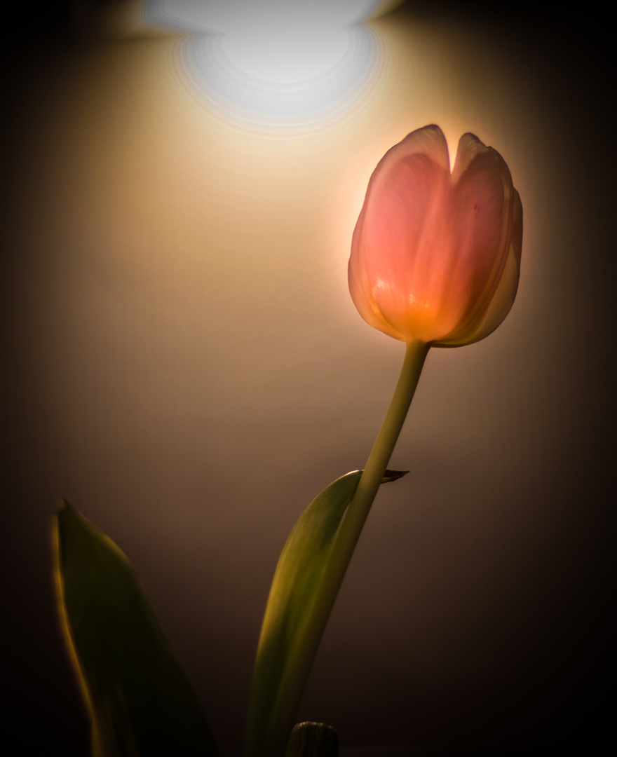 Tulpe