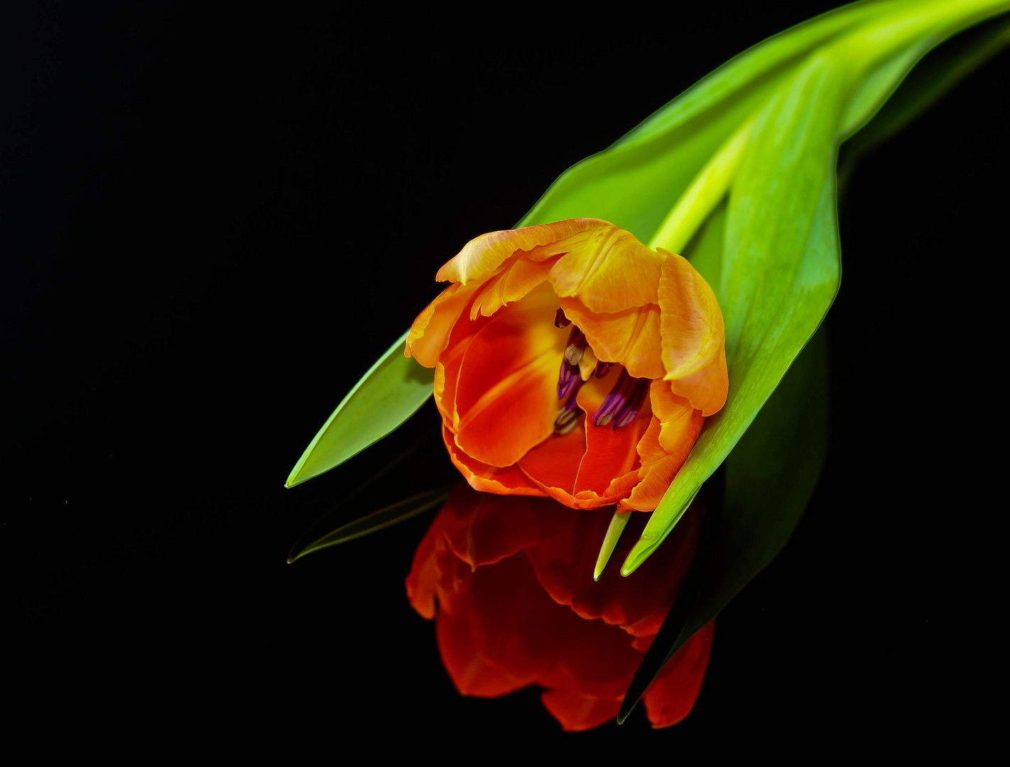 TULPE