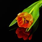 TULPE