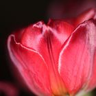 Tulpe