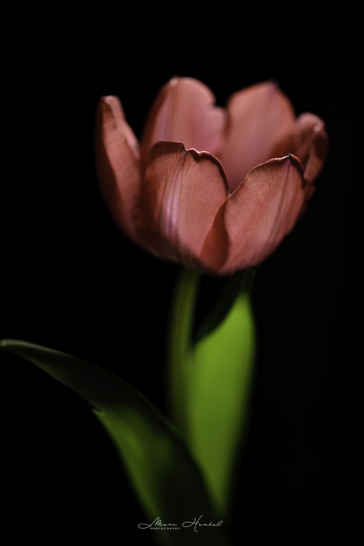 Tulpe