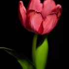 Tulpe