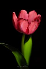 Tulpe