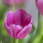 Tulpe