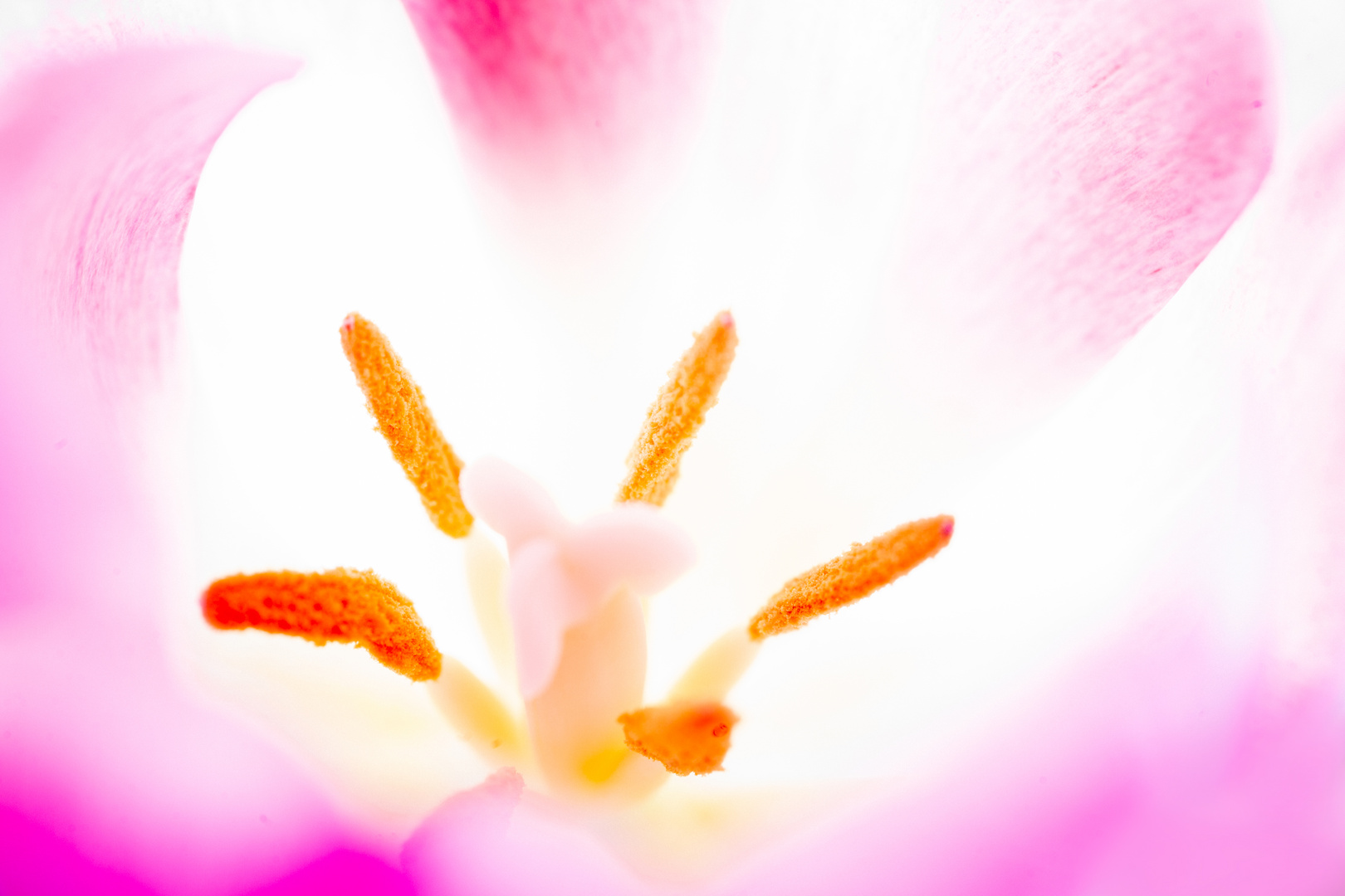 Tulpe