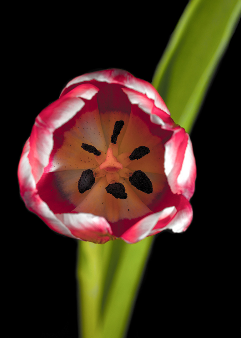 Tulpe  