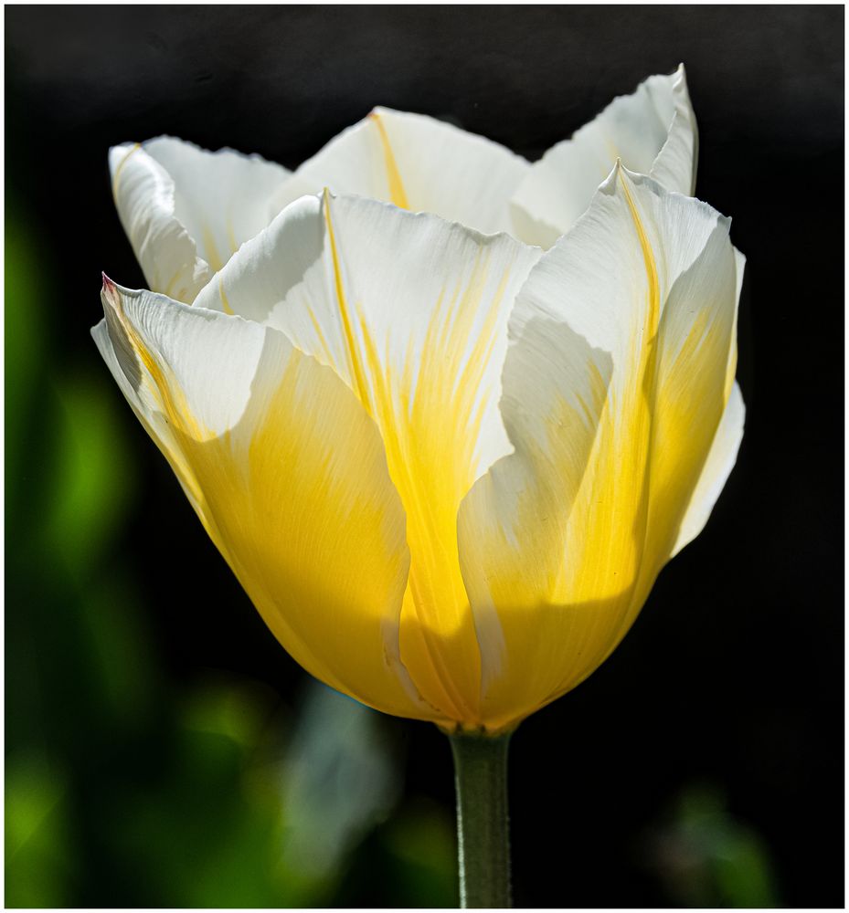 Tulpe Foto & Bild | flower, tulpen, frühling Bilder auf fotocommunity