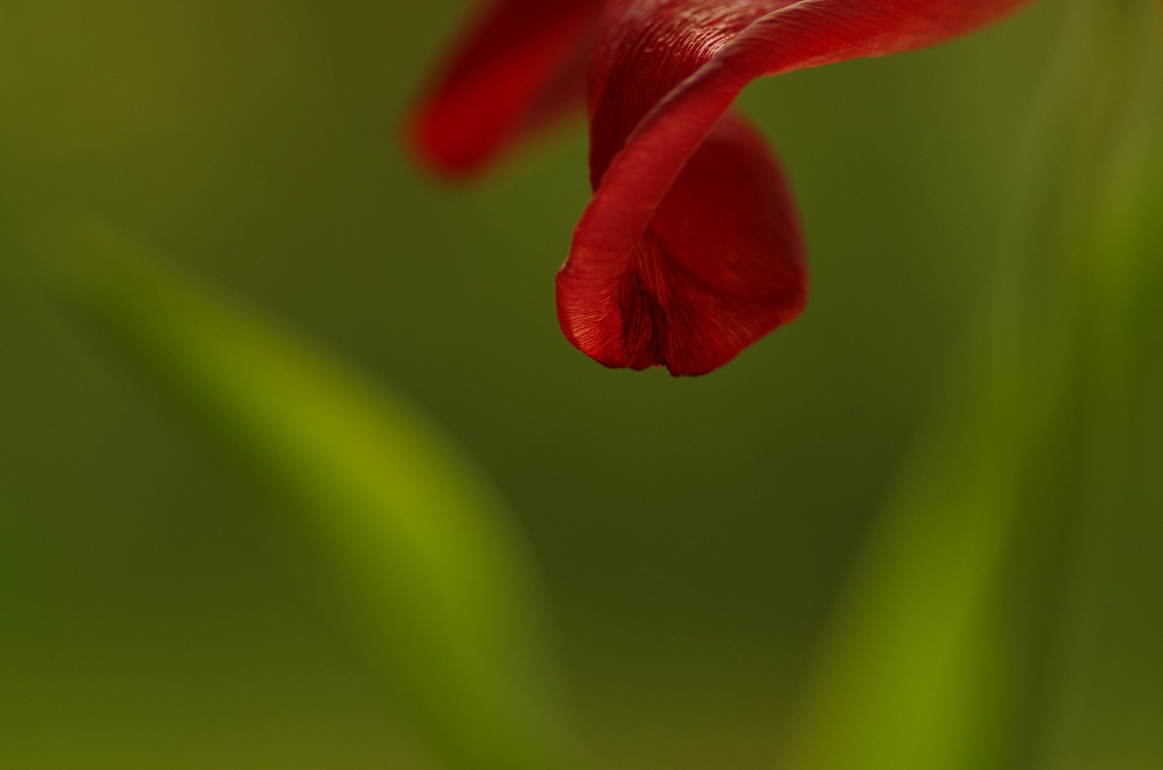 Tulpe