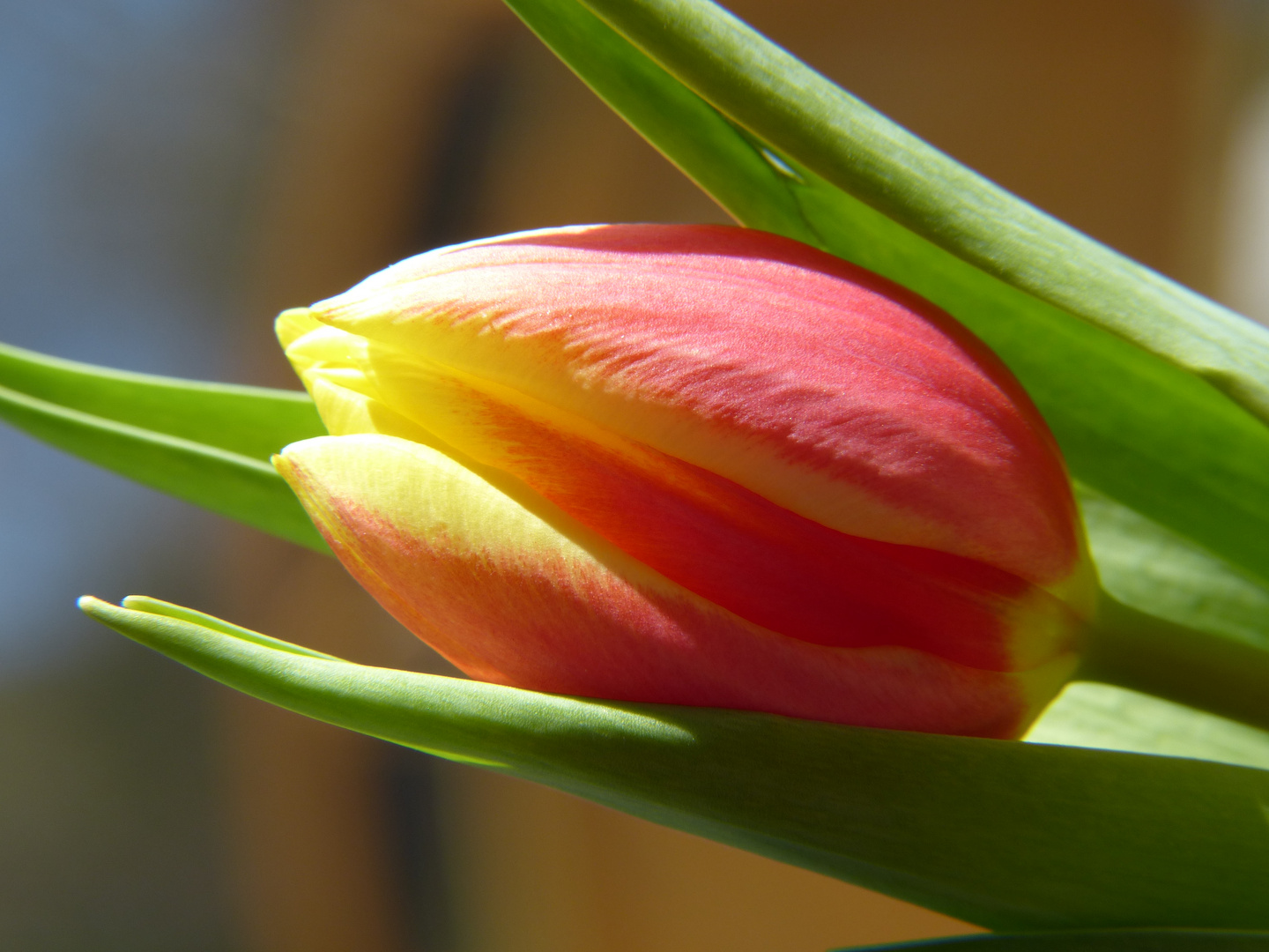 Tulpe