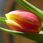 Tulpe