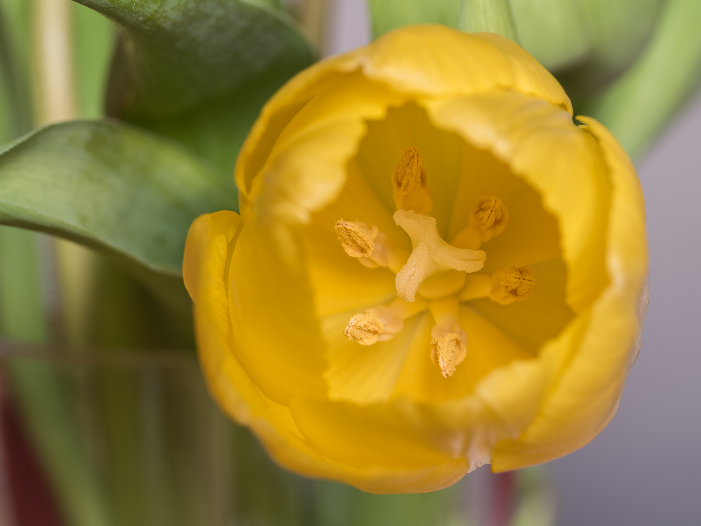 Tulpe