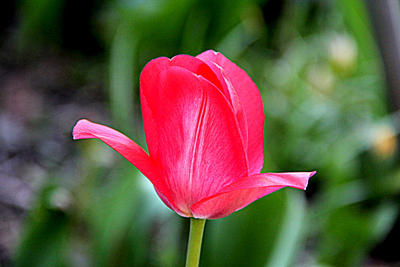 Tulpe