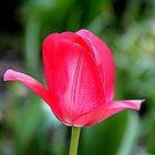 Tulpe