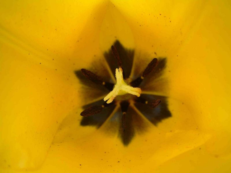 Tulpe