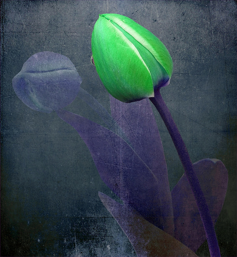 TULPE