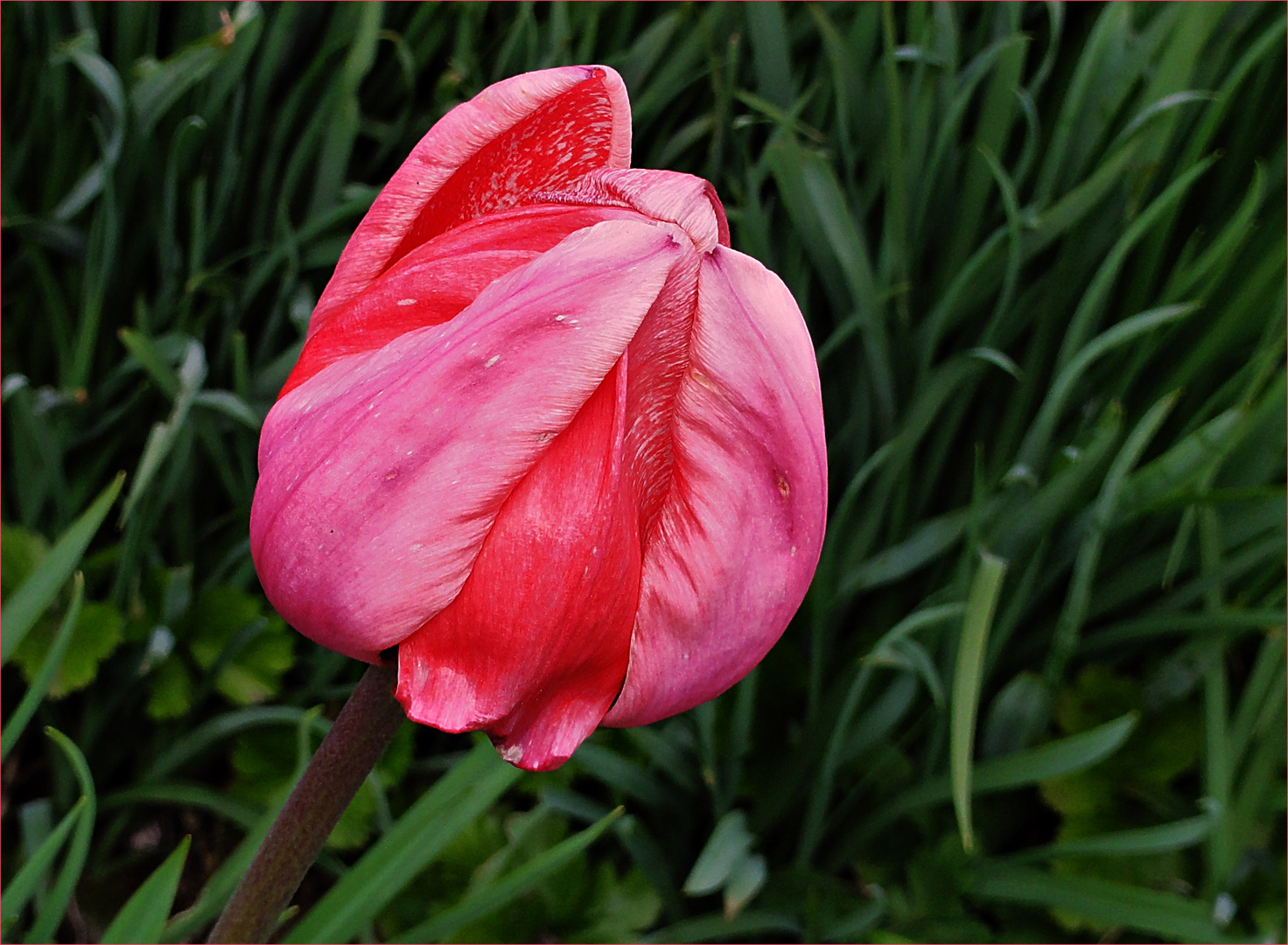 Tulpe