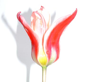 tulpe