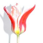 tulpe