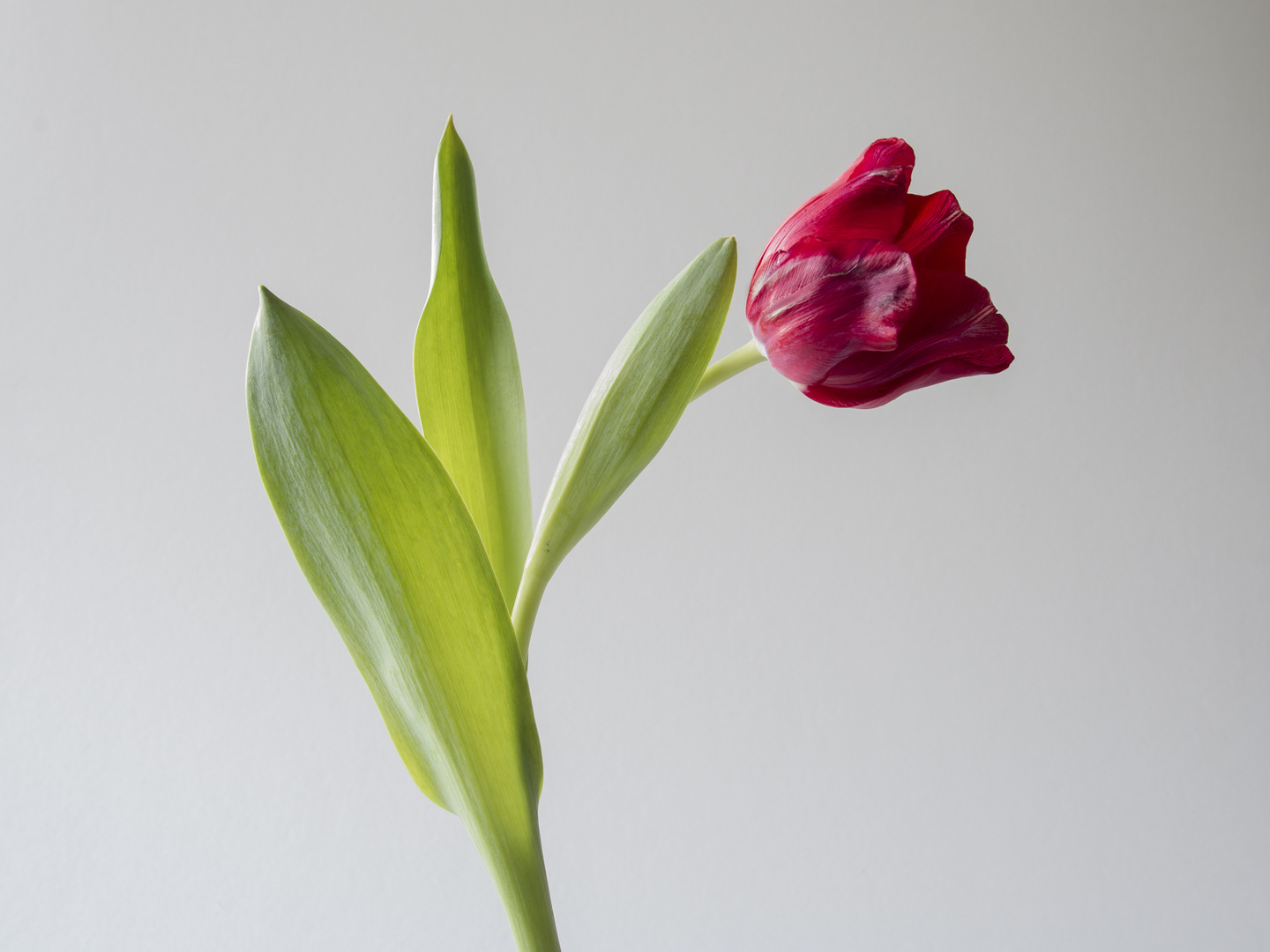 Tulpe