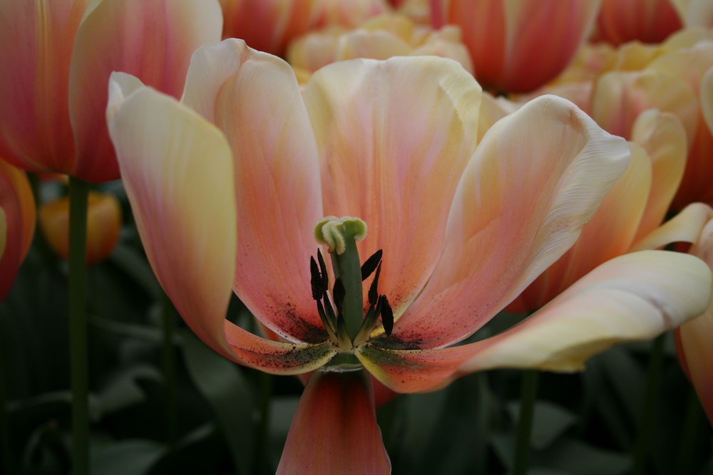 Tulpe