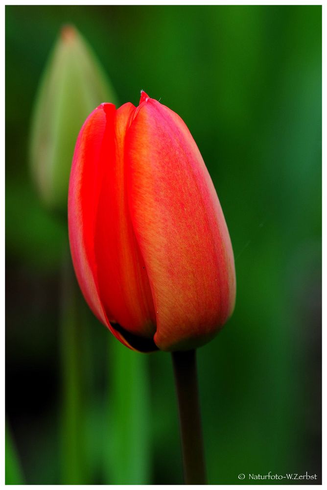 ---- Tulpe ----