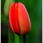 ---- Tulpe ----