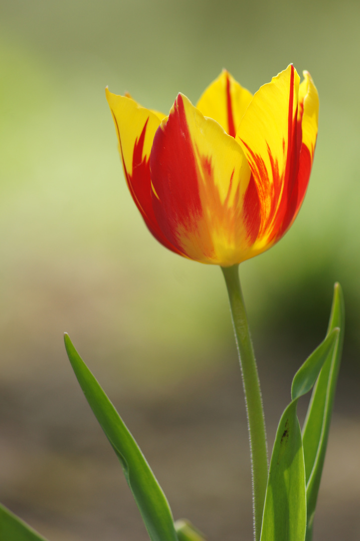 Tulpe