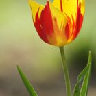 Tulpe