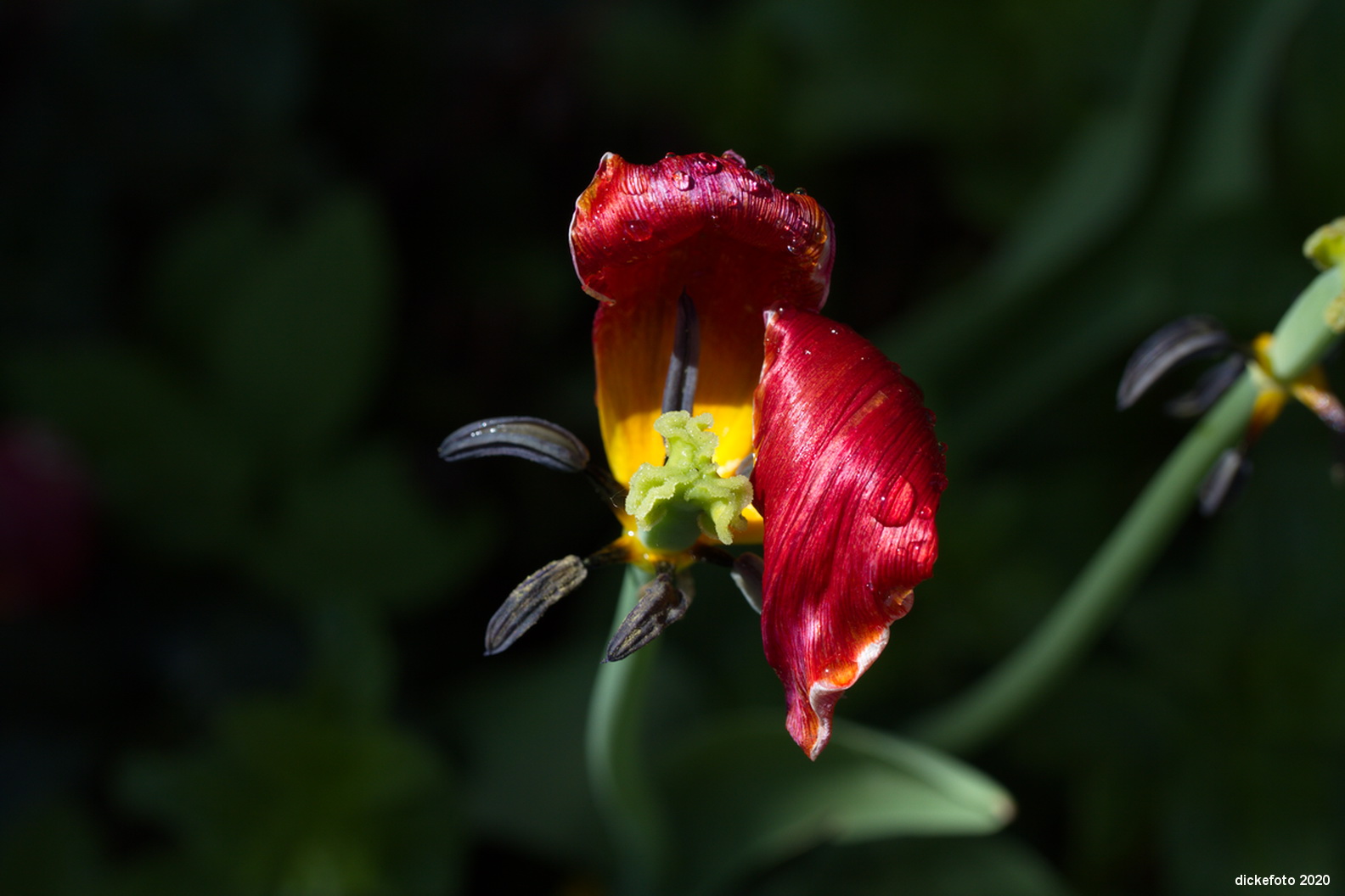 Tulpe fast verblüht