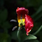 Tulpe fast verblüht