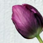 Tulpe 