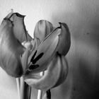 tulpe