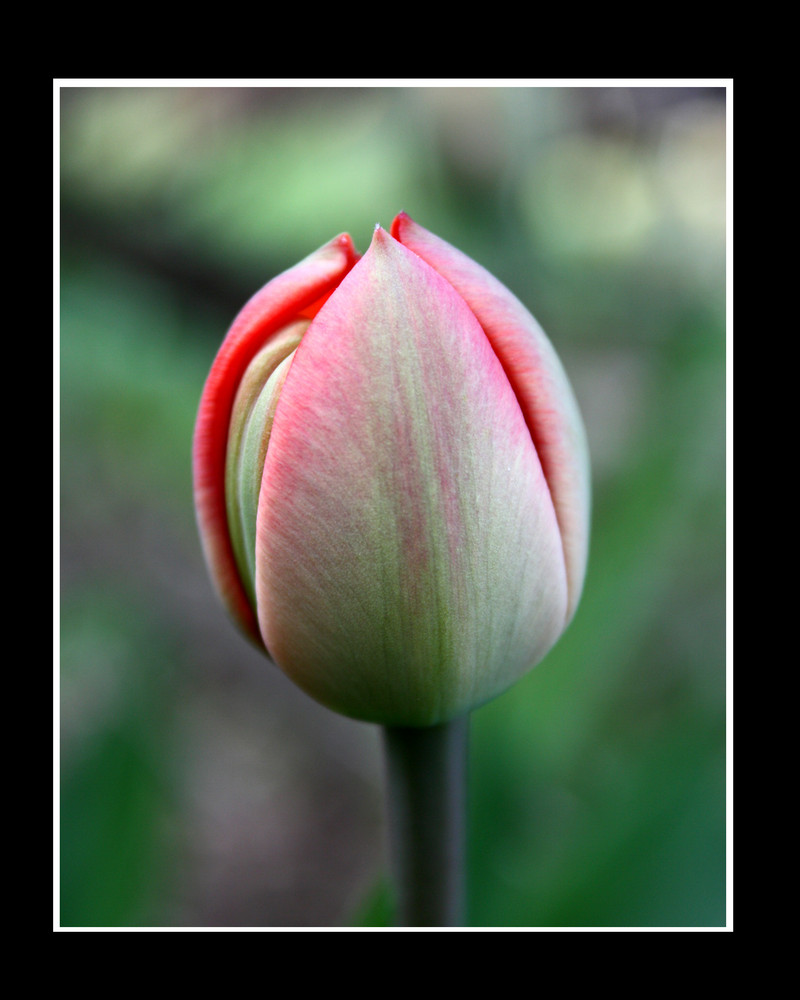 Tulpe