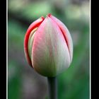 Tulpe