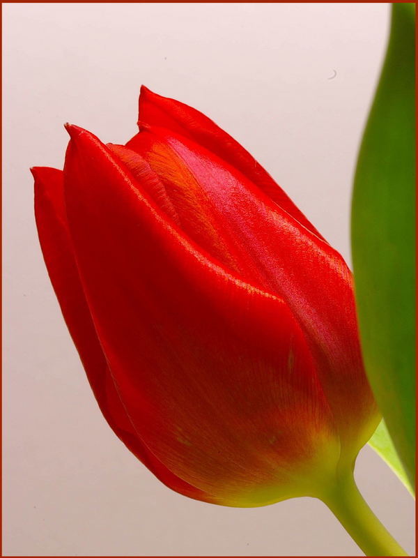 Tulpe