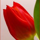 Tulpe