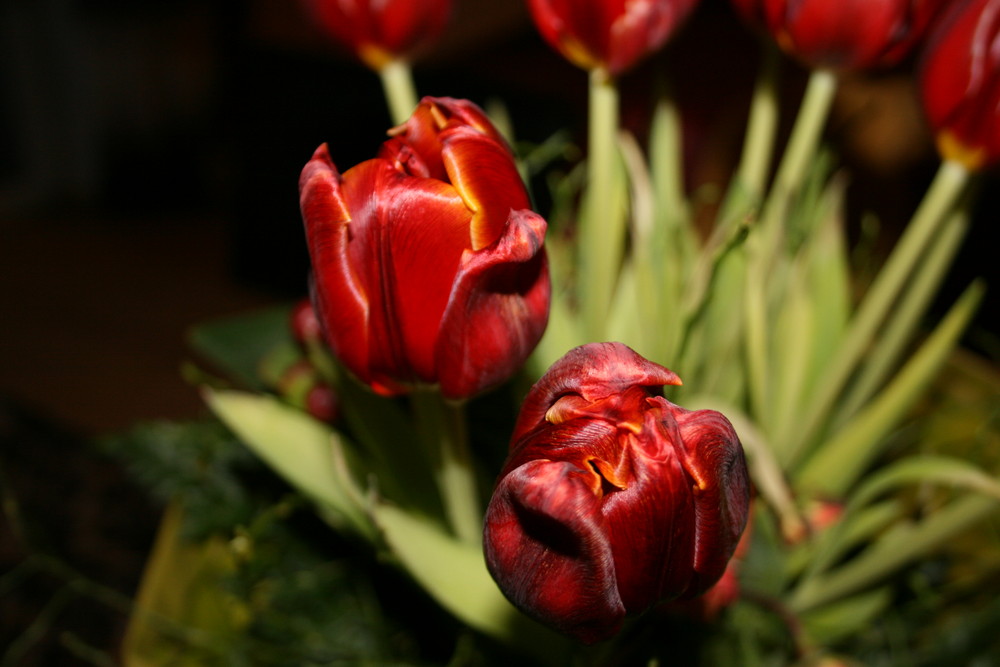 Tulpe