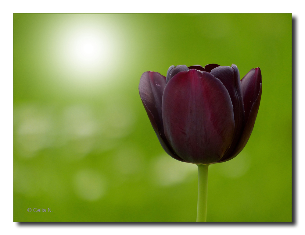 Tulpe