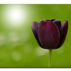 Tulpe