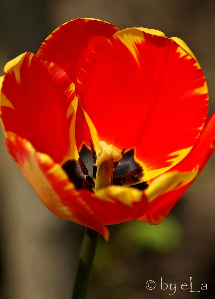 Tulpe