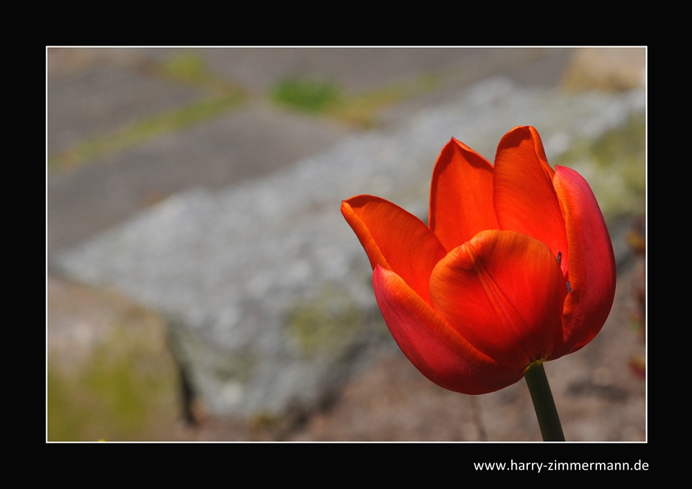 Tulpe