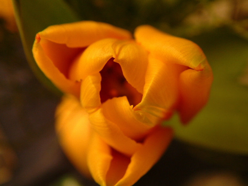 Tulpe