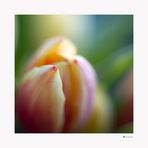 Tulpe