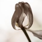 Tulpe - filigran